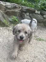 Wolfie, a male Goldendoodle and Puggle for sale in Wilton Center, CT – 1 of 3
