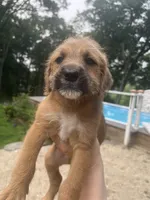 Ceder, a male Goldendoodle and Puggle for sale in Wilton Center, CT – 2 of 3