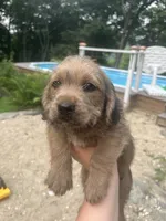Coco, a female Goldendoodle and Puggle for sale in Wilton Center, CT – 2 of 2