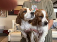 Patrick, a male Irish Red and White Setter for sale in San Angelo, TX – Photo 3 of 7