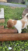 Patrick, a male Irish Red and White Setter for sale in San Angelo, TX – Photo 4 of 7