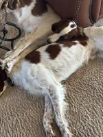 Patrick, a male Irish Red and White Setter for sale in San Angelo, TX – Photo 2 of 7