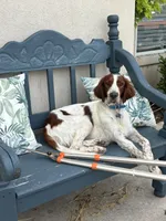 Patrick, a male Irish Red and White Setter for sale in San Angelo, TX – Photo 5 of 7