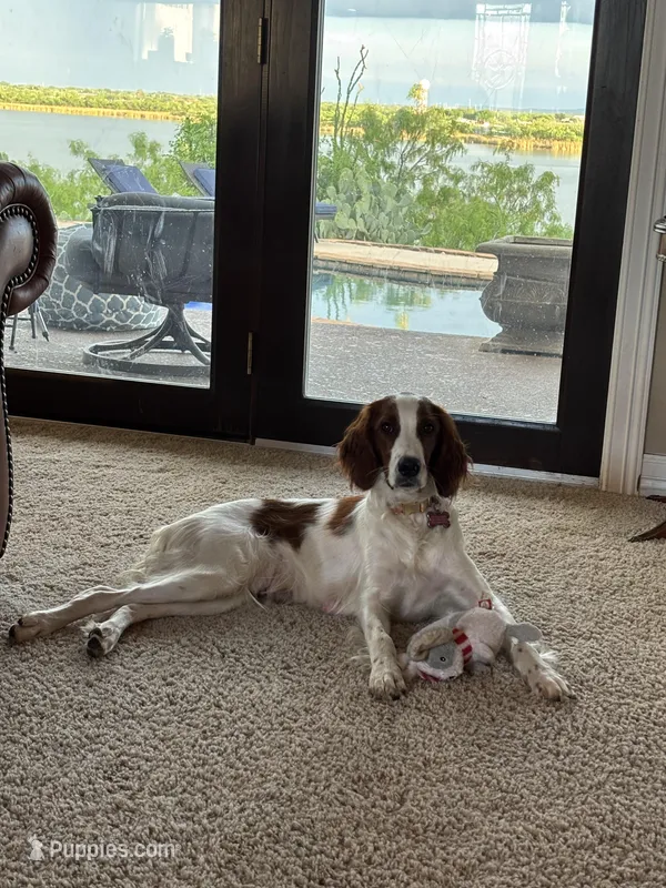 Patrick – Irish Red and White Setter puppy for sale in San Angelo, TX