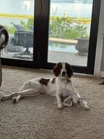 Patrick, a male Irish Red and White Setter for sale in San Angelo, TX – Photo 1 of 7