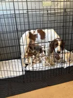 Patrick, a male Irish Red and White Setter for sale in San Angelo, TX – Photo 6 of 7