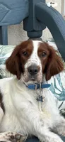Patrick, a male Irish Red and White Setter for sale in San Angelo, TX – Photo 7 of 7