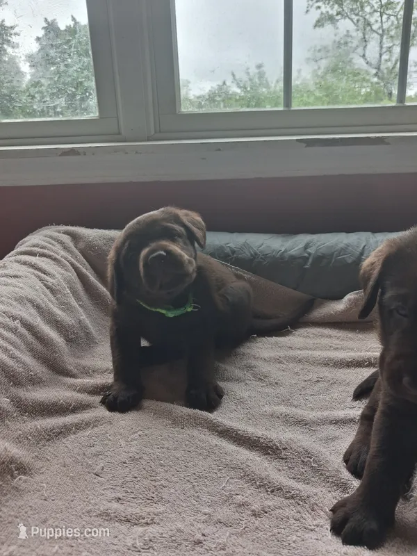 Chocolate – Labrador Retriever puppy for sale in Poughkeepsie, NY