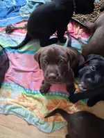 Chocolate, a male Labrador Retriever for sale in Poughkeepsie, NY – 3 of 3