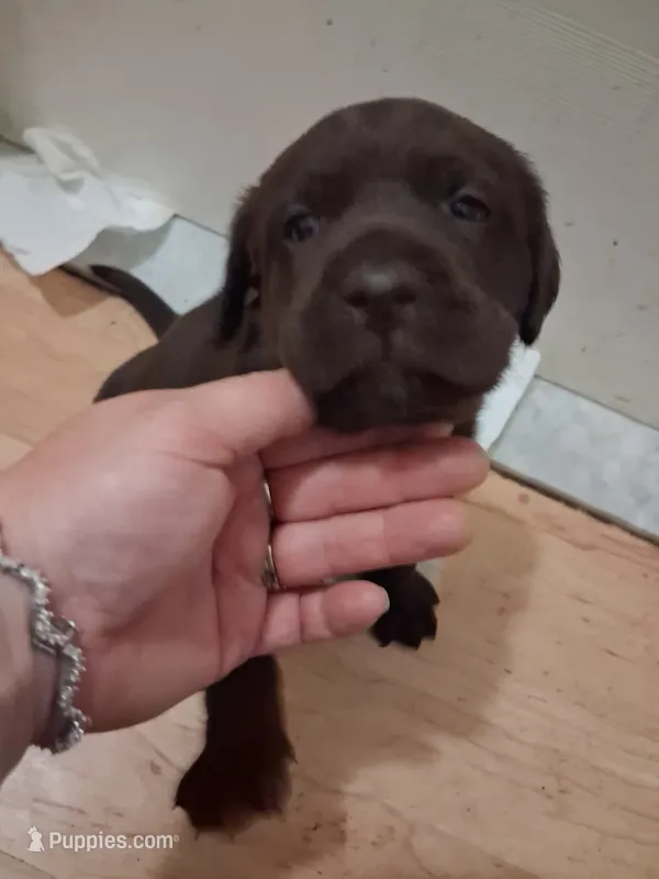 Chocolate – Labrador Retriever puppy for sale in Poughkeepsie, NY