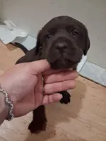 Chocolate, a male Labrador Retriever for sale in Poughkeepsie, NY – 1 of 1
