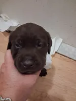 Chocolate, a male Labrador Retriever for sale in Poughkeepsie, NY – 2 of 2