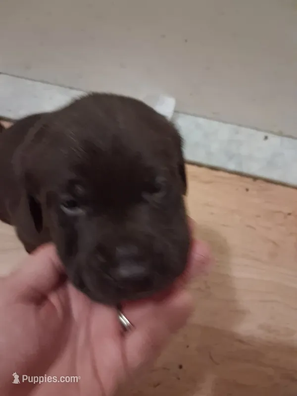 Chocolate – Labrador Retriever puppy for sale in Poughkeepsie, NY