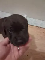 Chocolate, a male Labrador Retriever for sale in Poughkeepsie, NY – 1 of 2