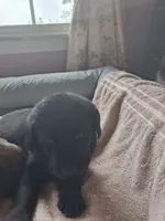 Black, a male Labrador Retriever for sale in Poughkeepsie, NY – 2 of 2
