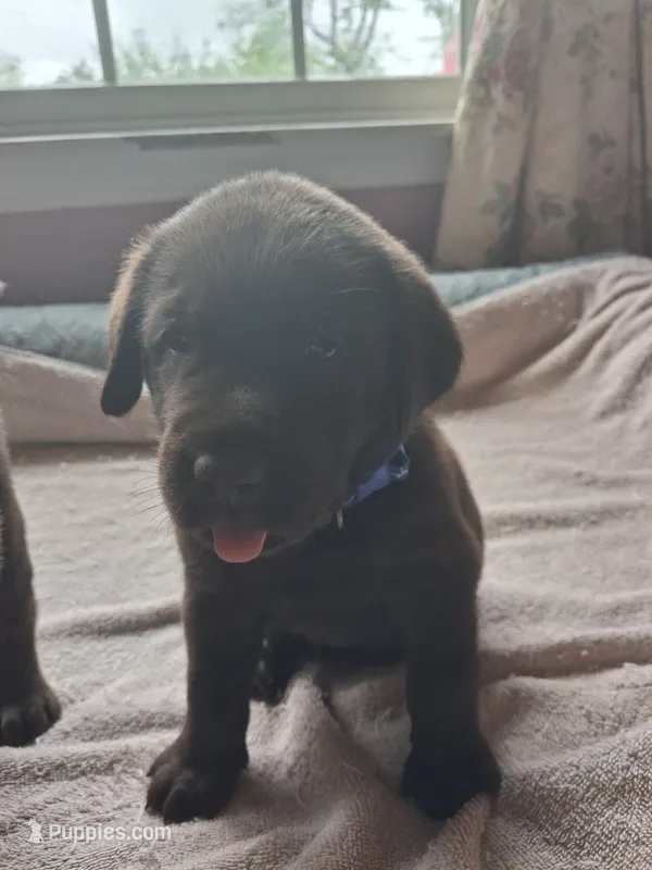 Chocolate – Labrador Retriever puppy for sale in Poughkeepsie, NY