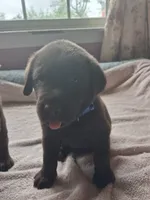 Chocolate, a male Labrador Retriever for sale in Poughkeepsie, NY – 2 of 2