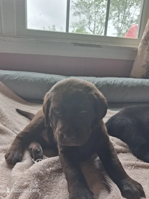 Chocolate – Labrador Retriever puppy for sale in Poughkeepsie, NY