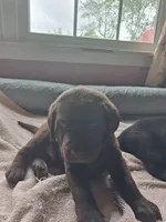 Chocolate, a male Labrador Retriever for sale in Poughkeepsie, NY – 1 of 2