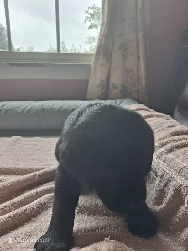 Black – Labrador Retriever puppy for sale in Poughkeepsie, NY