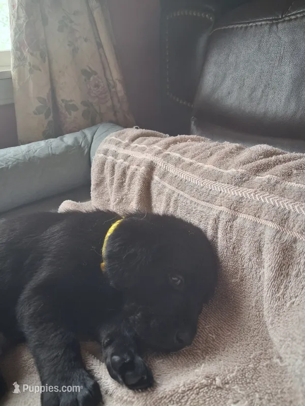 Black – Labrador Retriever puppy for sale in Poughkeepsie, NY