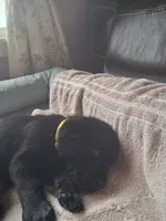 Black, a male Labrador Retriever for sale in Poughkeepsie, NY – 2 of 2