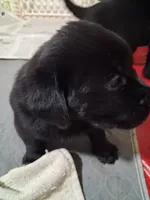 Black, a female Labrador Retriever for sale in Poughkeepsie, NY – 2 of 2