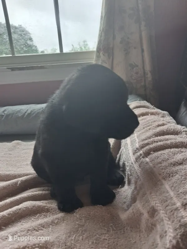 Black – Labrador Retriever puppy for sale in Poughkeepsie, NY