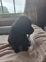 Black, a female Labrador Retriever for sale in Poughkeepsie, NY – 1 of 2
