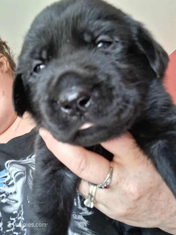 Black – Labrador Retriever puppy for sale in Poughkeepsie, NY