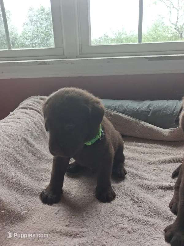 Chocolate – Labrador Retriever puppy for sale in Poughkeepsie, NY