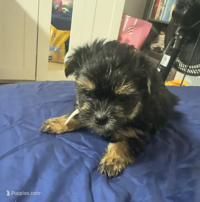 Gordo , a male Morkie for sale in Miami, FL – 1 of 2