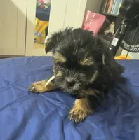 Gordo , a male Morkie for sale in Miami, FL – 1 of 2