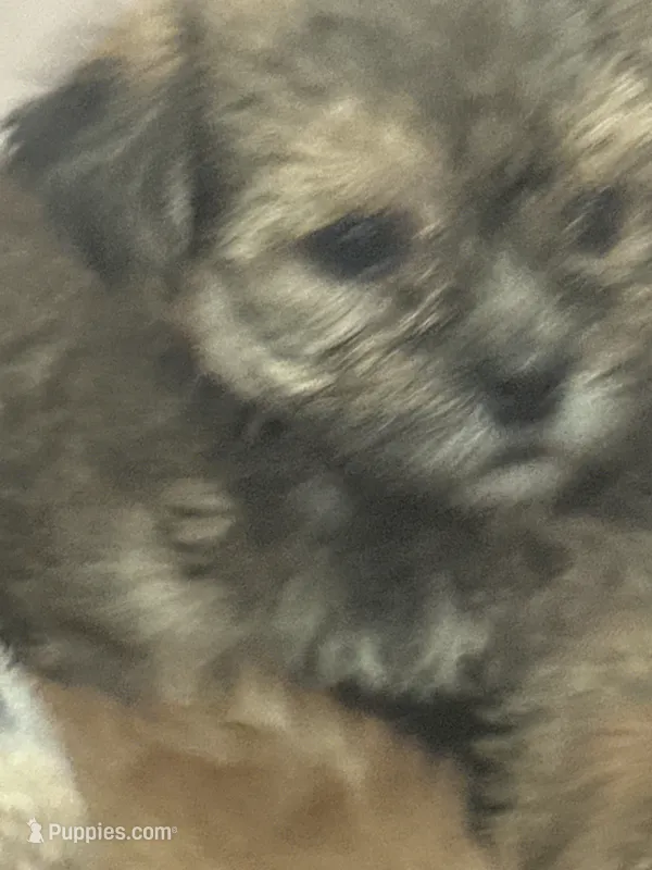 Brownie , a male Morkie for sale in Miami, FL – 1 of 3