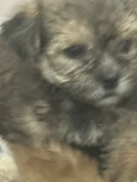 Brownie , a male Morkie for sale in Miami, FL – 1 of 3