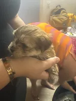 Brownie , a male Morkie for sale in Miami, FL – 3 of 3