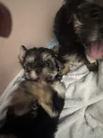Gordo , a male Morkie for sale in Miami, FL – 2 of 2