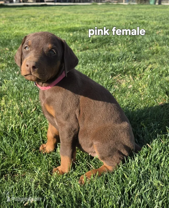 Pink female 