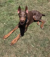 Mac, a male Doberman Pinscher for sale in Bridgeport, TX – 3 of 5