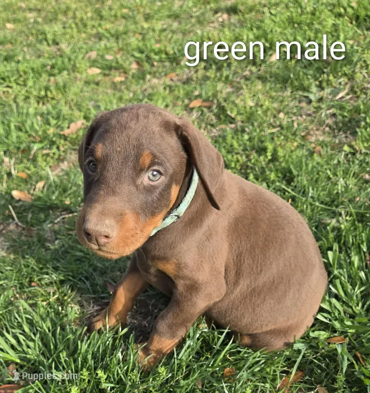 Deep Green male