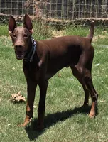 Mac, a male Doberman Pinscher for sale in Bridgeport, TX – 2 of 5