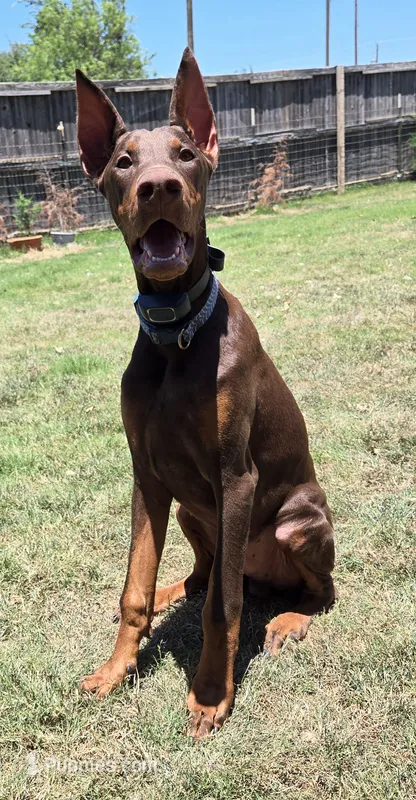 Mac – Doberman Pinscher puppy for sale in Bridgeport, TX