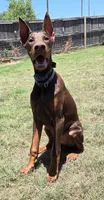 Mac, a male Doberman Pinscher for sale in Bridgeport, TX – 1 of 5