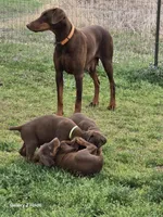 Lime green Male , a male Doberman Pinscher for sale in Bridgeport, TX – Photo 3 of 4