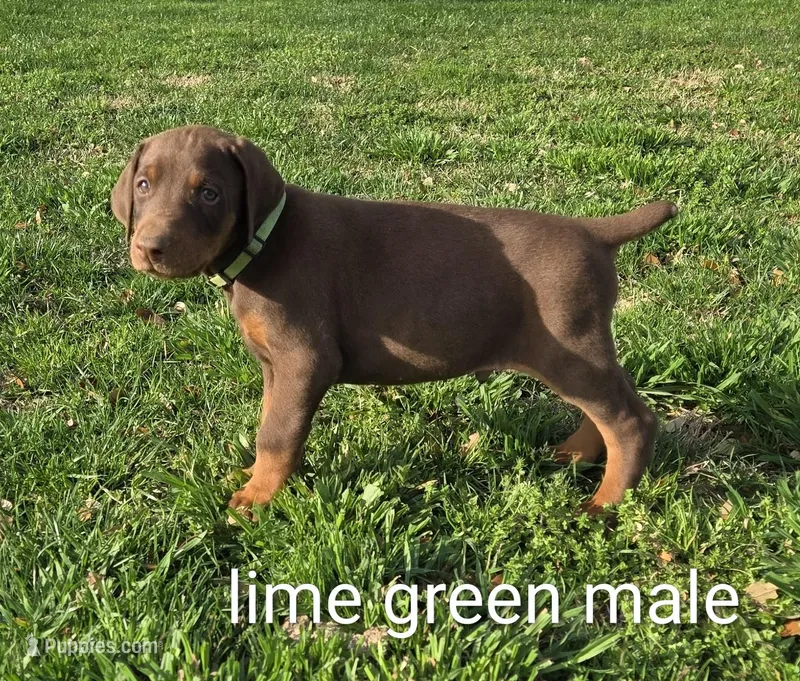 Lime green Male 