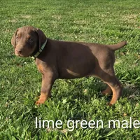 Lime green Male , a male Doberman Pinscher for sale in Bridgeport, TX – Photo 1 of 4