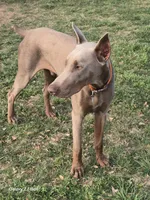 Lime green Male , a male Doberman Pinscher for sale in Bridgeport, TX – Photo 4 of 4