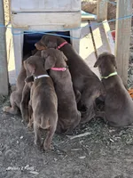 Lime green Male , a male Doberman Pinscher for sale in Bridgeport, TX – Photo 2 of 4