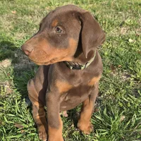 Green male , a male Doberman Pinscher for sale in Bridgeport, TX – 1 of 1
