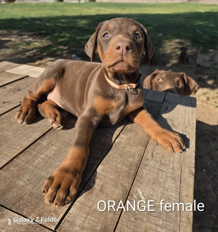 Orange female 
